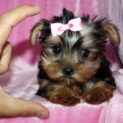 Fantastic Yorkshire Terrier Puppies for adoption