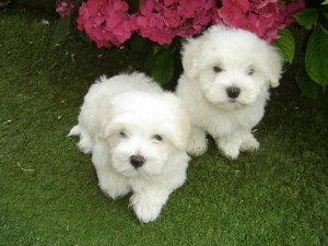 Teacup Maltese Pups for Adoption