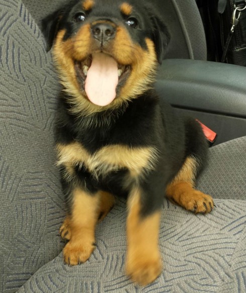 Beautiful Rottweilers Available
