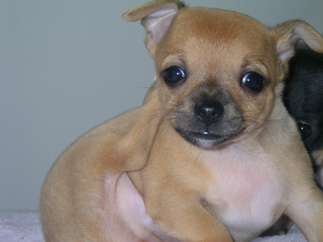 Chihuahua for adoption