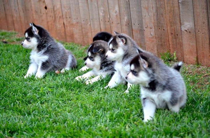 pomsky puppies for Sale