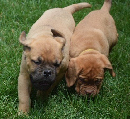 Stunning Dogue De Bordeaux Puppies For Sale