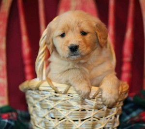 Golden retriever puppies ready for new home