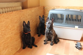 Hollandse-Herdershond-puppies