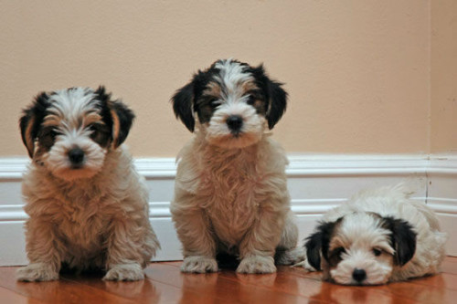 BIEWER YORKIE puppies