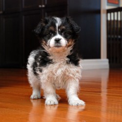 MAL SHIH puppies for sale