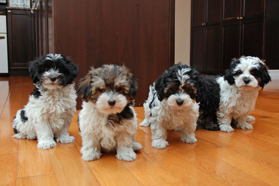 HAVANESE puppies for sale
