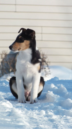 Smooth Collie Puppies For Sale