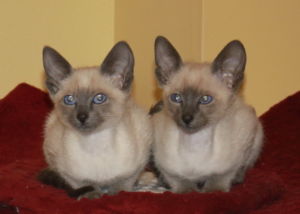 Blue point Siamese kittens