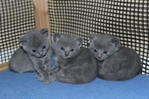  Chartreux Kittens