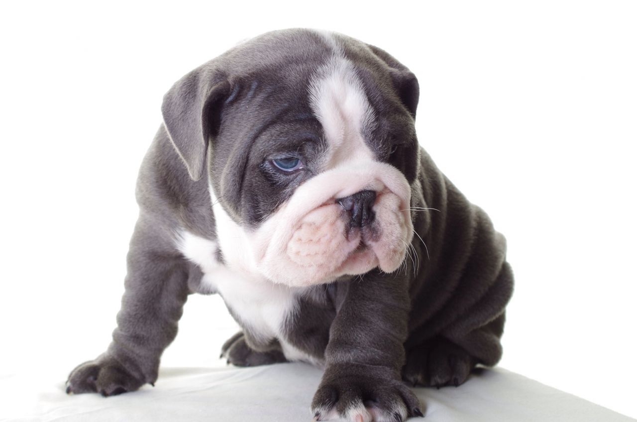 schattig en mooie blauw brits bulldog pup naar een nieuwe thuis.