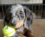 Purebreed dachshund puppies awaiting loving and caring homes. Cuddly, smart , energetic playful . Enjoy the company of other domesticated pets and kids . Available with full akc registration , will come with full puppy kit and toys . Kindly contact  Via :
<br>
<br>
<br>-Email Address: minidachshundpuppiesjoy@gmail.com
<br>
<br>-Website: https://www.cutespupsforsale.com/ 