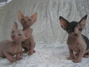 Beautiful Sphynx Kittens, Hurry Up!! Only 2 Still Available