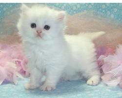 cfa persian kittens