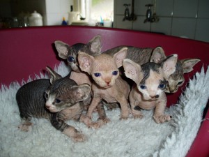Charming Sphynx Kittens Ready For SALE