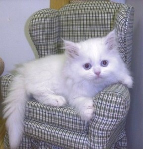 Excellent Persian Kittens Available For Any Good Homes