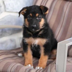 Extra Charming German Shepherd Puppies Available For Sale