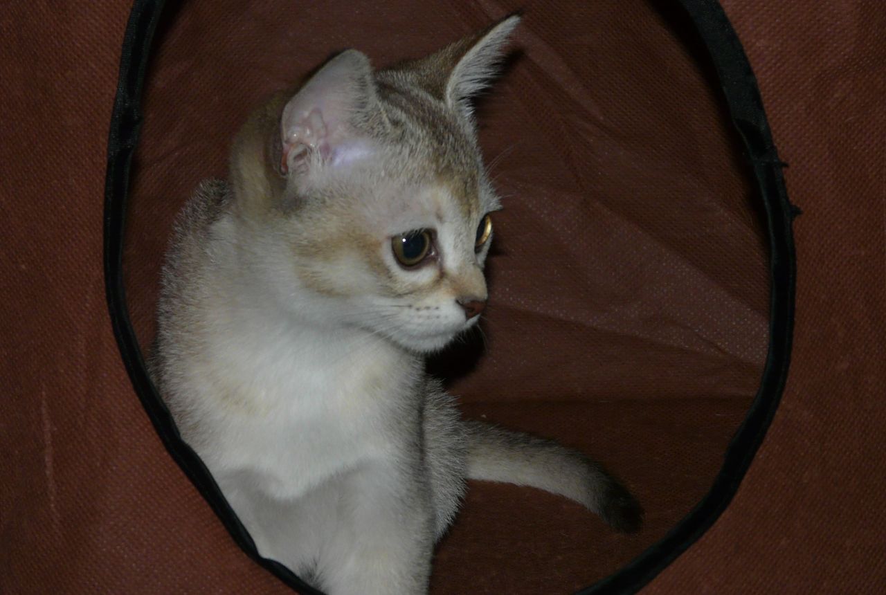 Burmese Cousin, Female Asian Kitten For Sale