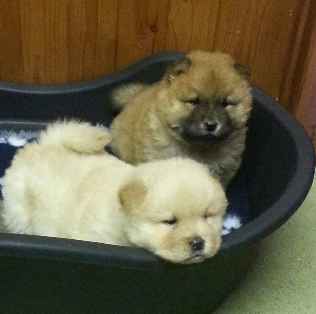 (pure) Chow Chow Puppies