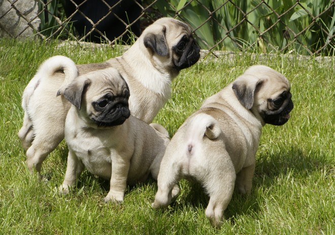 Chunky Kc Reg Pug pups for sale