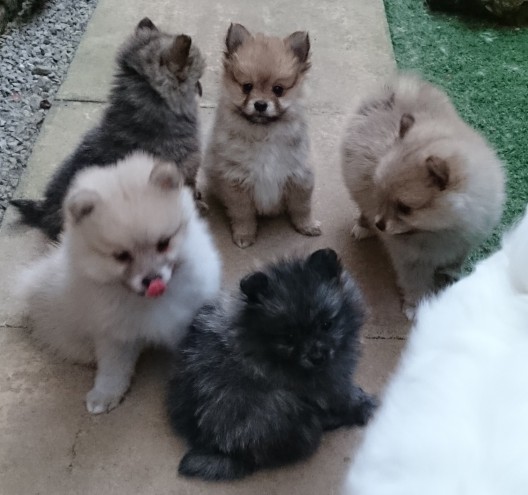  Gorgeous Teacup Pomeranian Puppies