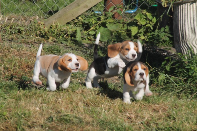 Beautiful Beagles