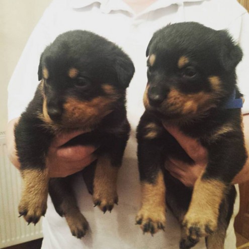 Pedigree Rottweilers For Sale