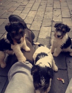 Wire Fox Terriers Puppys Ready To Go