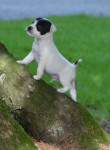  Jack Russell Terrier Pups