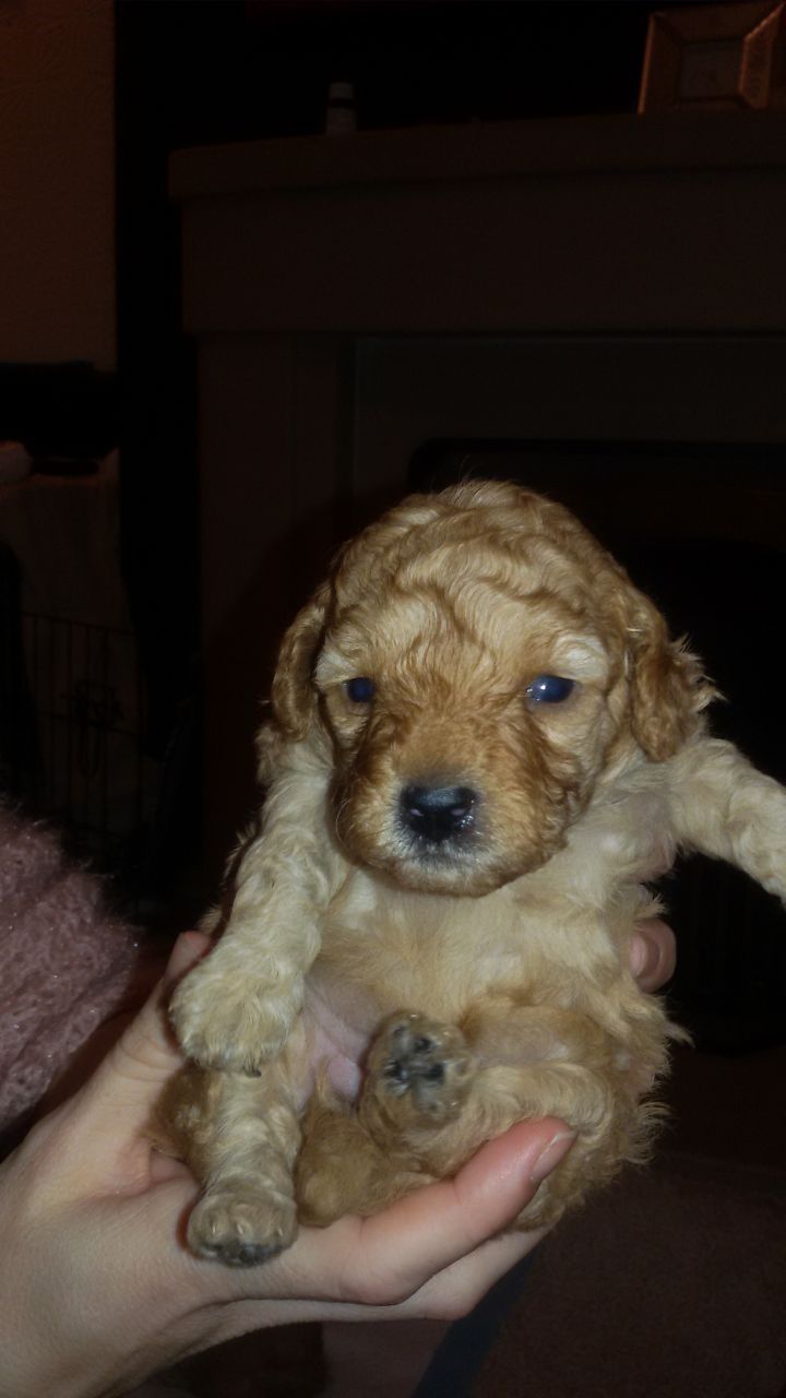 Beautiful Kc Registered Toy Poodle Puppies