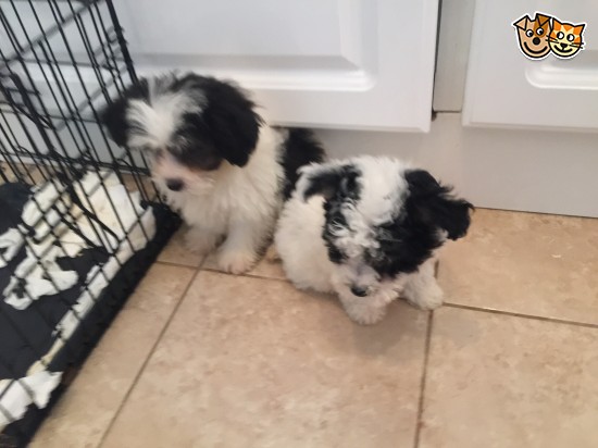 uality Maltese Puppies Boys & Girls Available