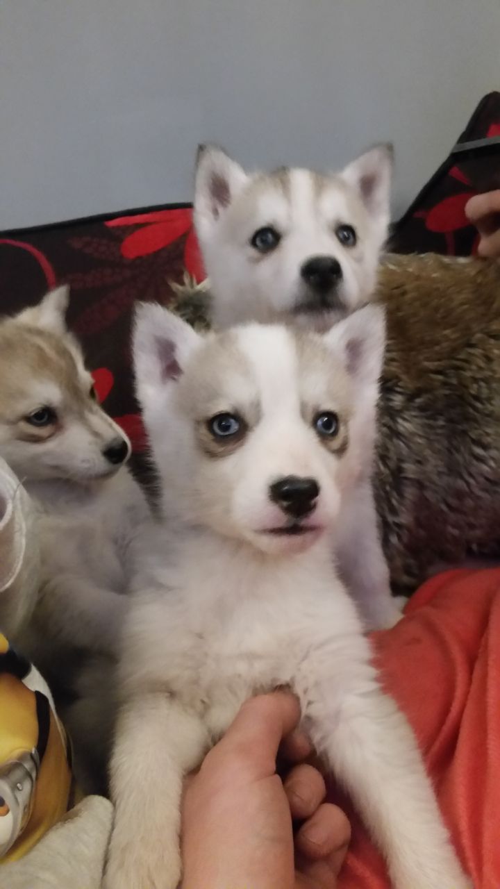 Pure Breed Siberian Husky Puppies-Available-Now