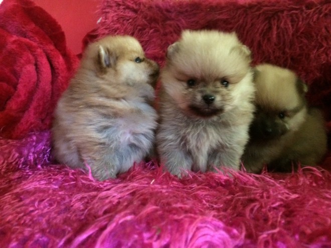 edigree Pomeranian Puppies