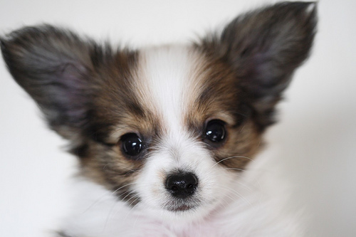Males and females Papillon puppies