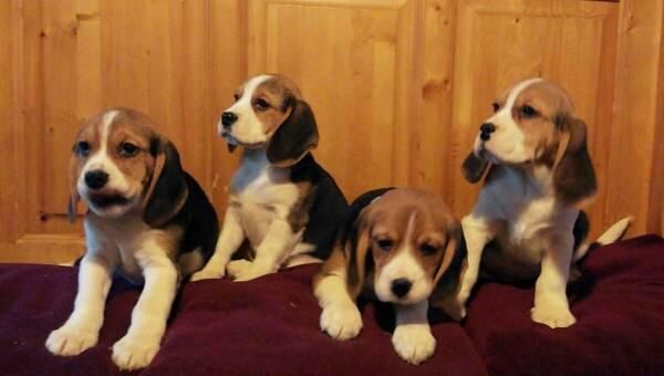 Beagle Puppies Boys And Girls