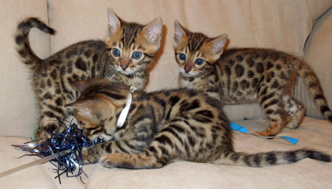 Adorable Male and female  Bengal Kittens Available for adoption