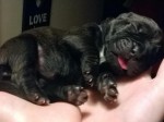 cute ,Charming English Bulldog Puppy For Adoption. one Charming E