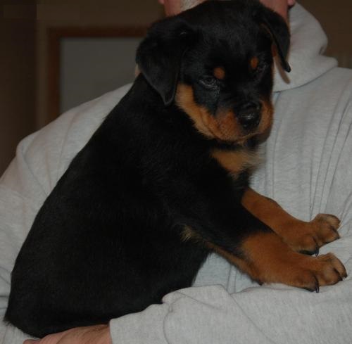 Rottweiler Puppies are 11 weeks old