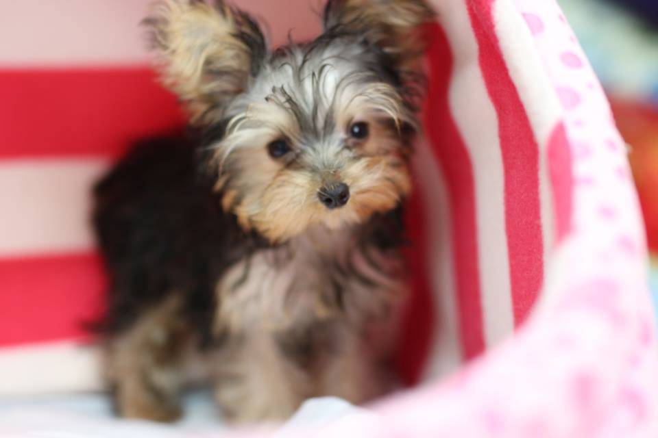 Puppies yorkshire terrier for sale