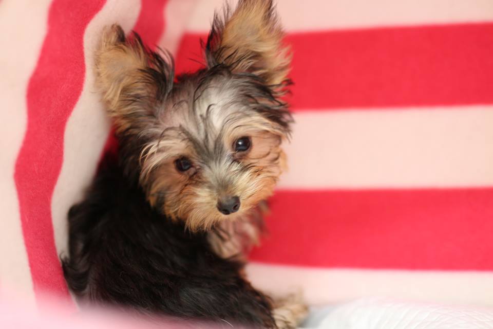 Males and females yorkshire terrier