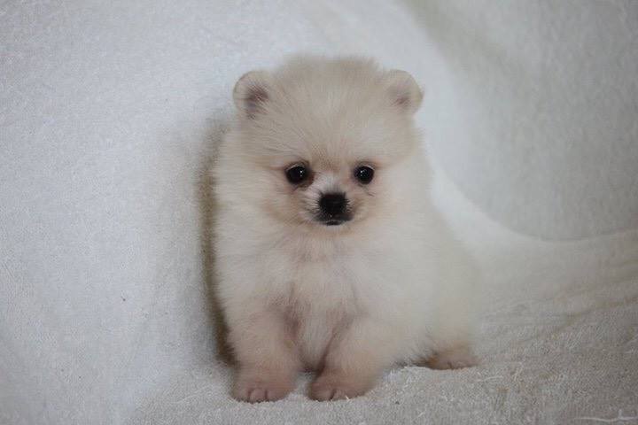 Puppies for sale Pomeranian