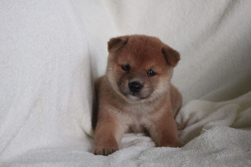 puppies Shiba inu for sale
