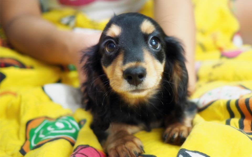 Puppies Dachshund for sale hk