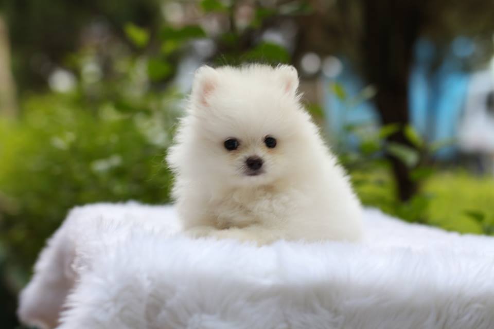 Pomeranian white puppies