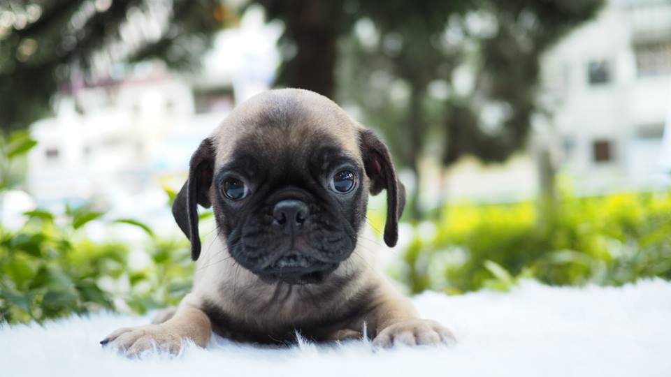 Puppy for sale Pug