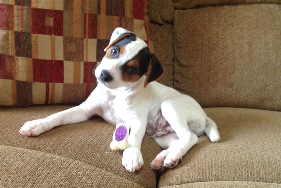puppies for sale jack russell terrier 