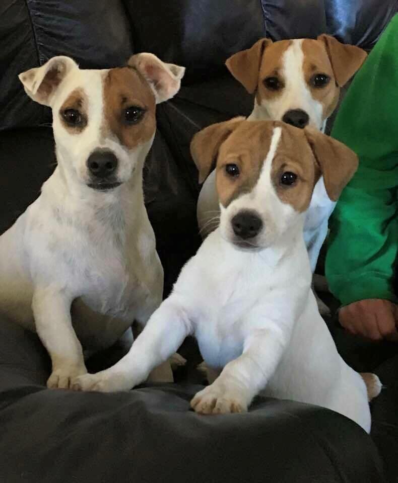 jack russell terrier  dog breeders