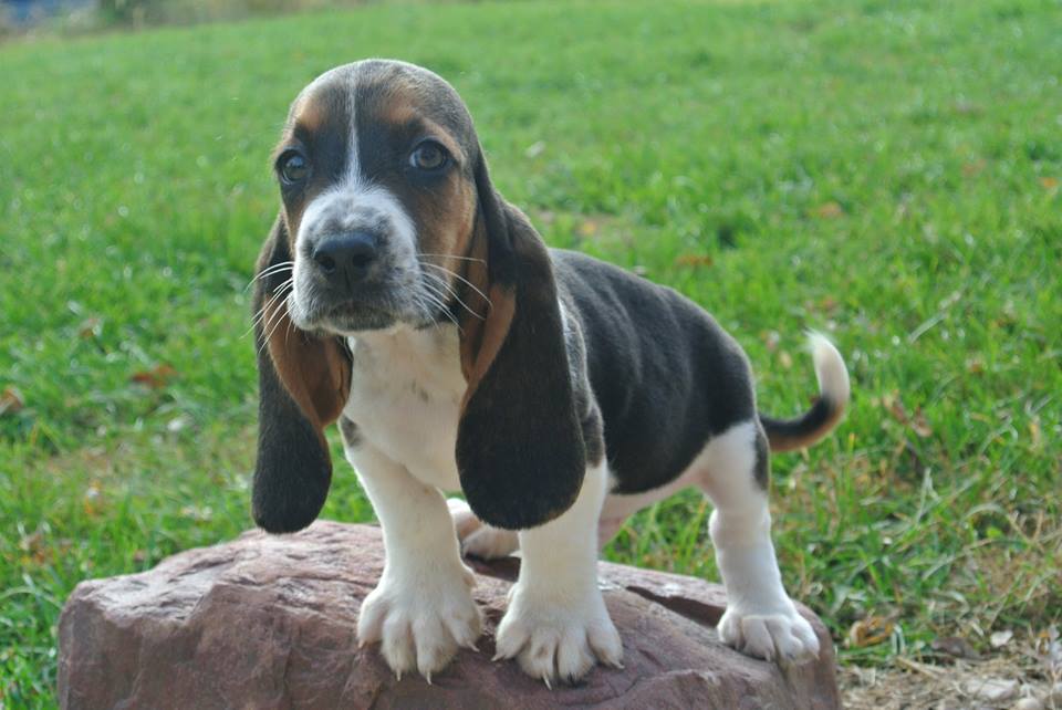 Basset hound pups for sale