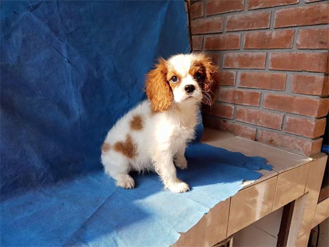 Puppies for sale Cavalier King Charles spaniel 