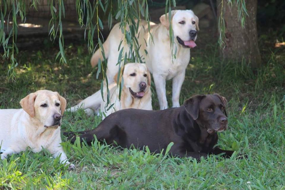 Labrador retriever kennel, pedigree, litter